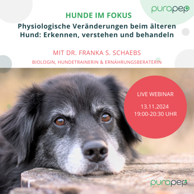 Einladung Webinar Alter Hund mit Dr. Franka Schaebs